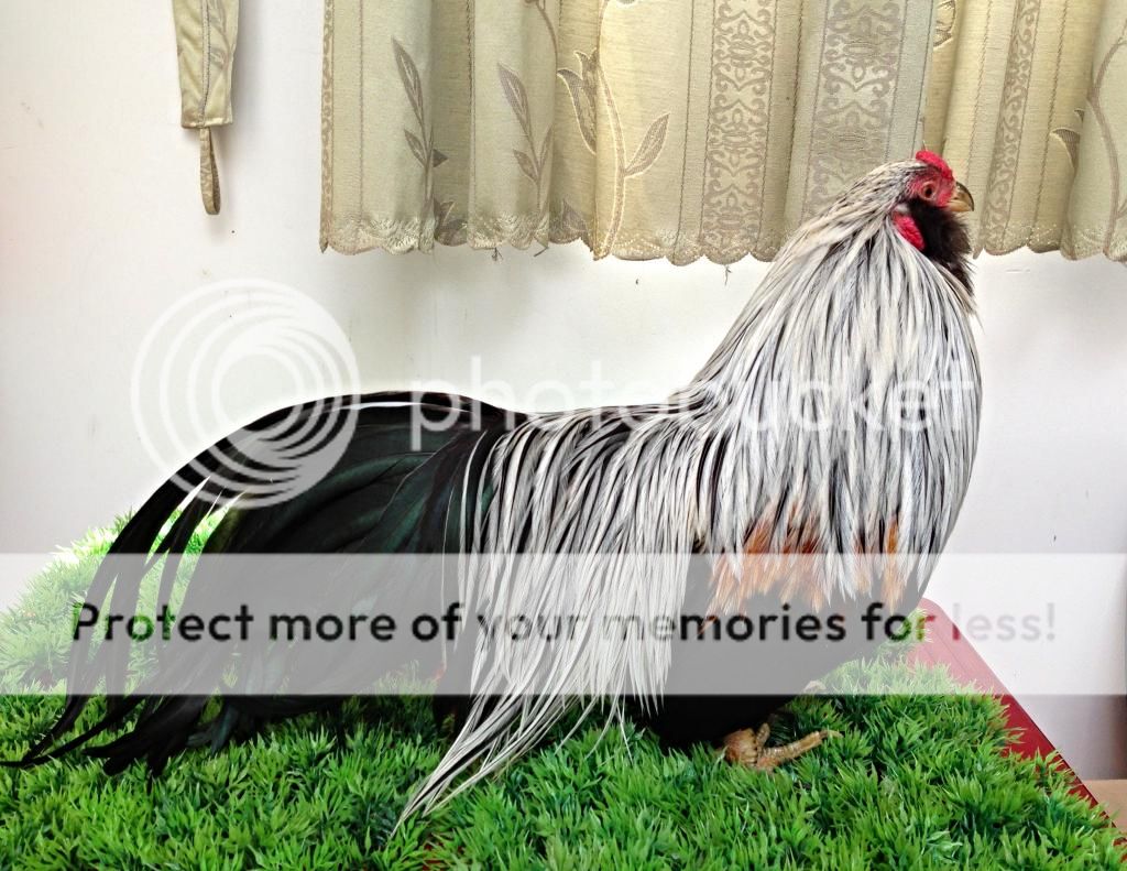 Toàn quốc-Bán gà tân châu khủng!!!!!!!!!!!!!!!!!!!!!!!!!!!!!!!!!!!!!!!!!!! ! - 5