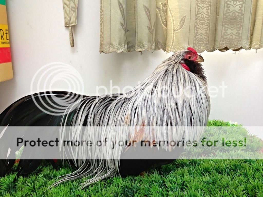 Toàn quốc-Bán gà tân châu khủng!!!!!!!!!!!!!!!!!!!!!!!!!!!!!!!!!!!!!!!!!!! ! - 7