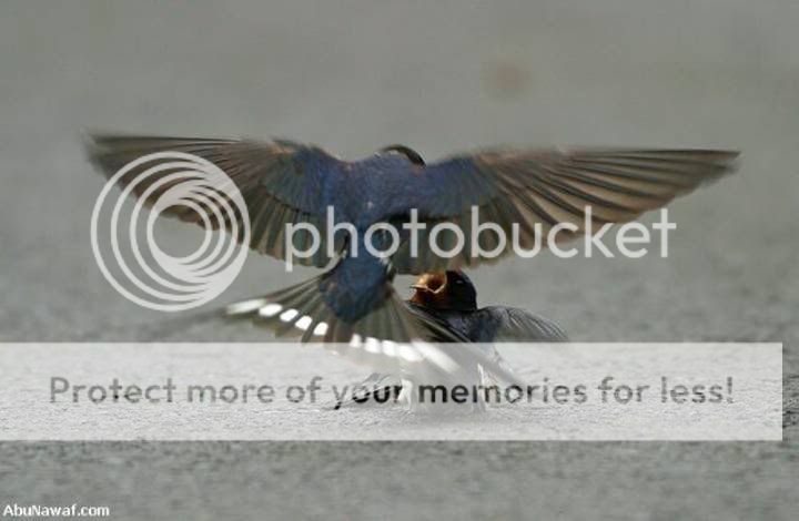bird 5
