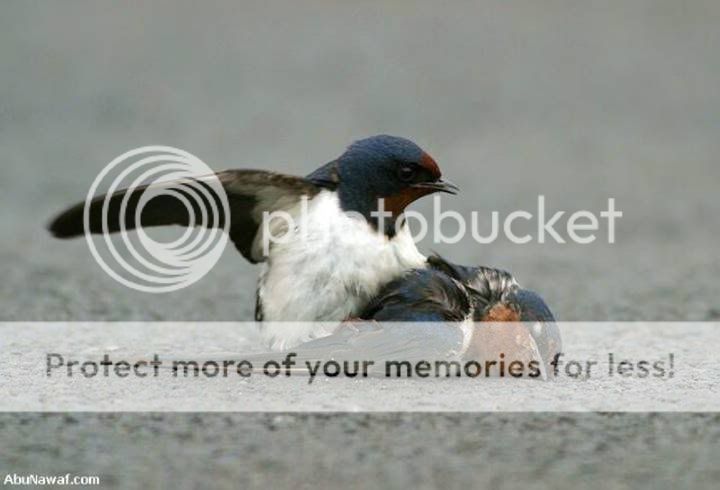 bird 4