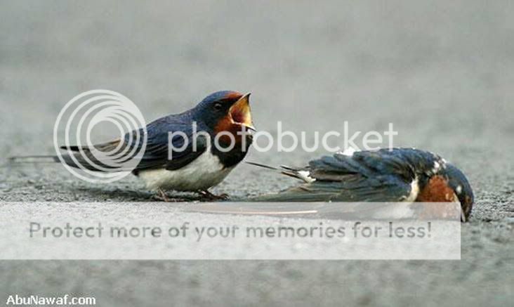 bird 2