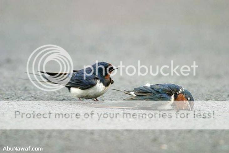 bird 1