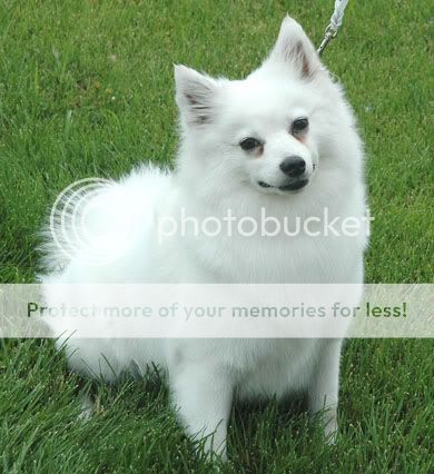 American Eskimo Puppies on American Eskimo Dog Miniature Jpg American Eskimo Dog Miniature