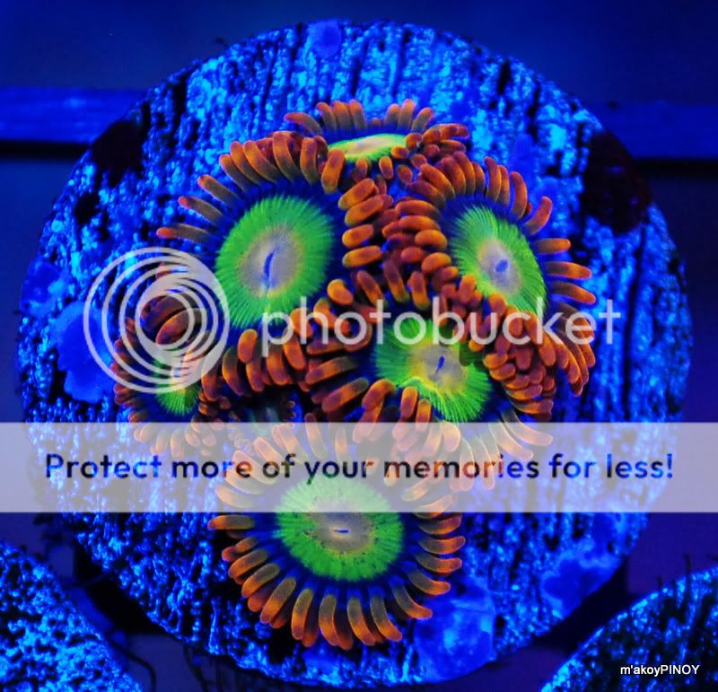 mandarin orange zoas REEF2REEF Saltwater and Reef Aquarium Forum