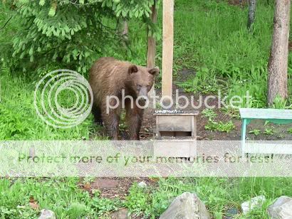 bear003.jpg