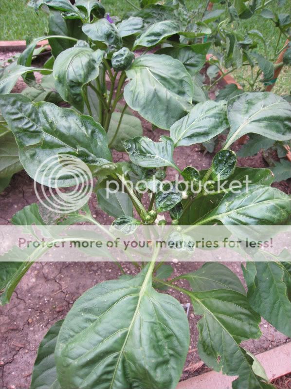 Bell Pepper Leaves