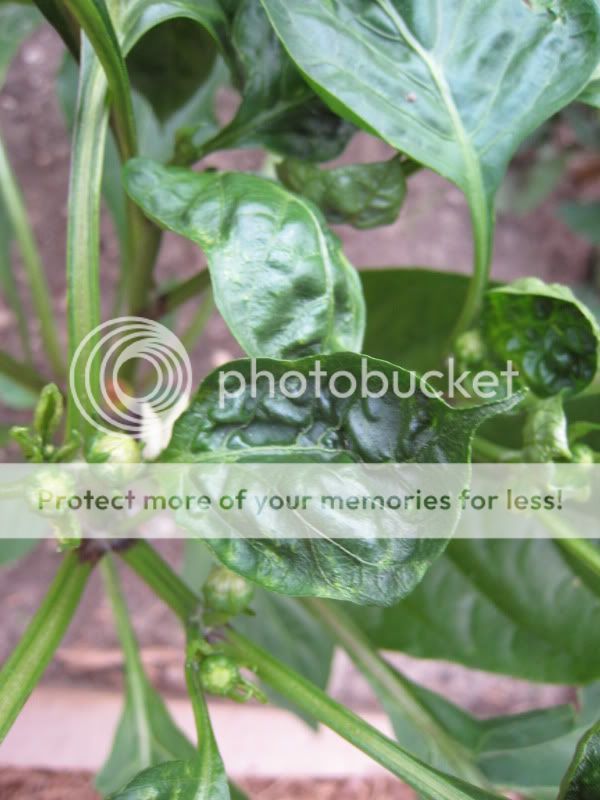 Bell Pepper Leaf - close up