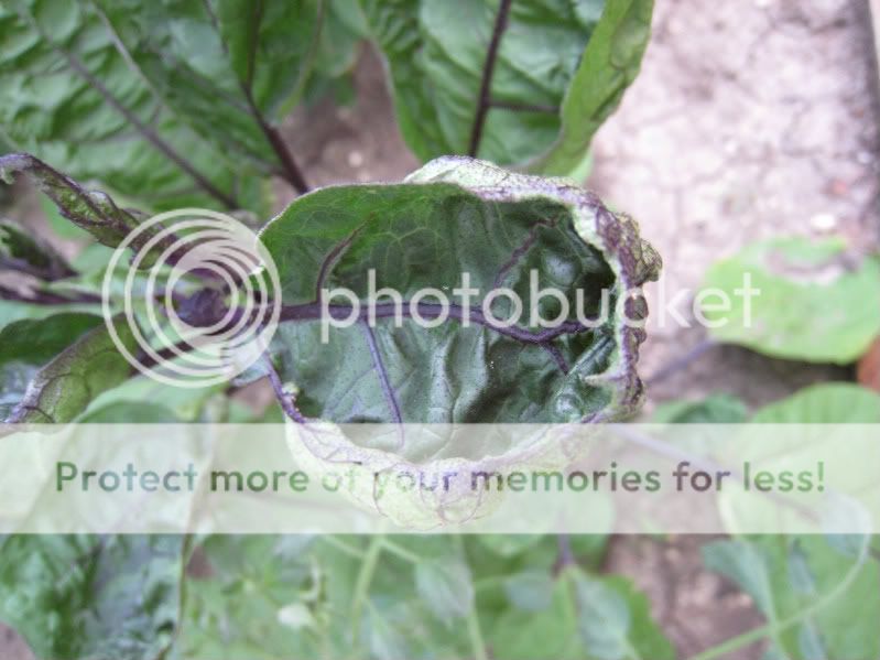 Eggplant Leaf -close up