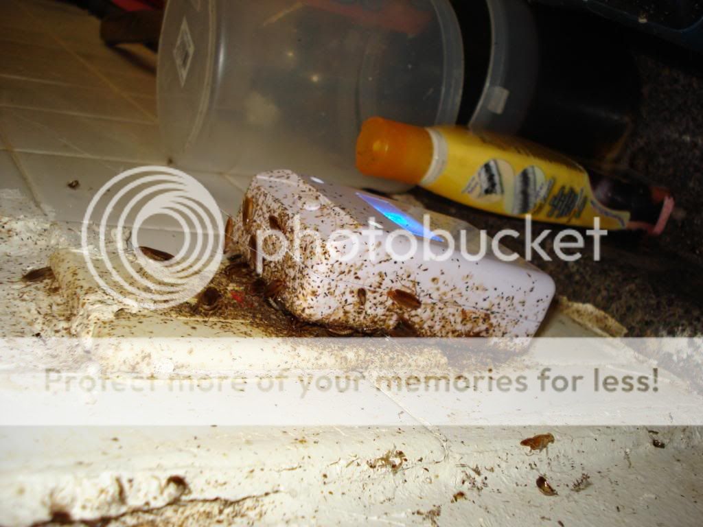 5 Winning Strategies To Use For Riddex Pest Repelling Aid roxannsummerfi