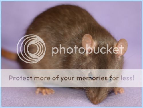 photo Helen_zpszdp6lzwr.jpg