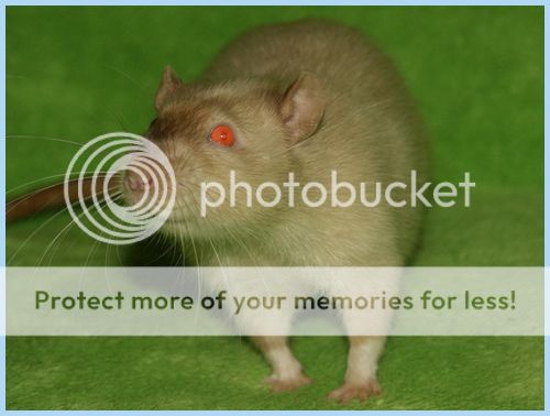 photo HotShot2_zpsba05bc66.jpg