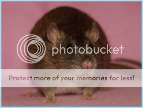 photo Lorelei1_zpsstbfgv4r.jpg
