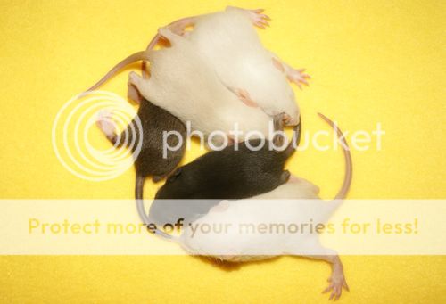 photo dziewczynki N_zpsfr2cuf9v.jpg